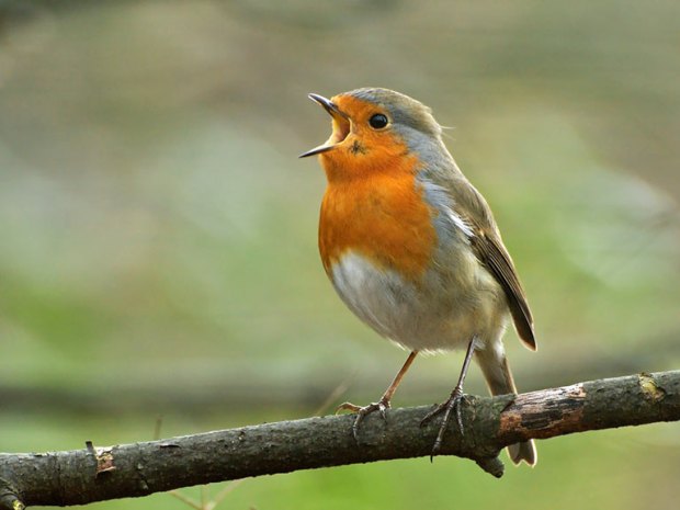 Robin